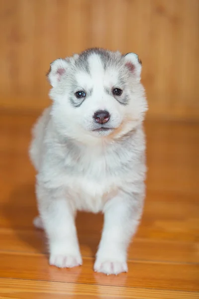 Puppy Siberische husky — Stockfoto