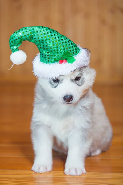 Sibiřský Husky štěně. Štěně na sobě vánoční čepice. — Stock fotografie