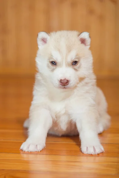 ลูกสุนัข ไซบีเรีย husky — ภาพถ่ายสต็อก