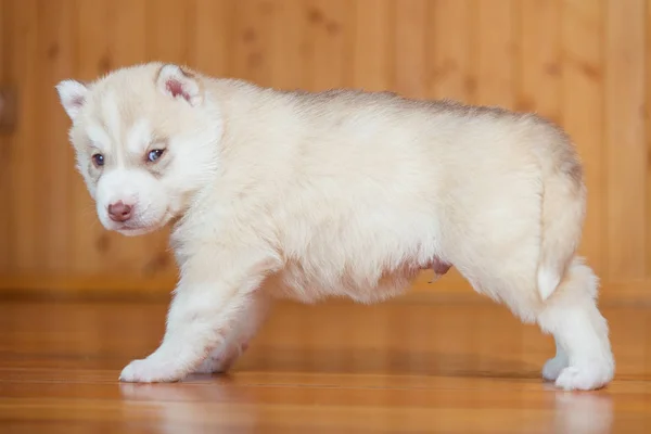 Filhote de cachorro da Sibéria husky — Fotografia de Stock