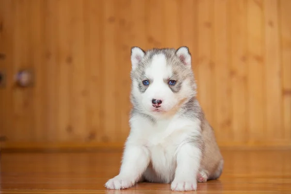 ลูกสุนัข ไซบีเรีย husky — ภาพถ่ายสต็อก