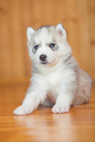 Welpe Sibirischer Husky — Stockfoto