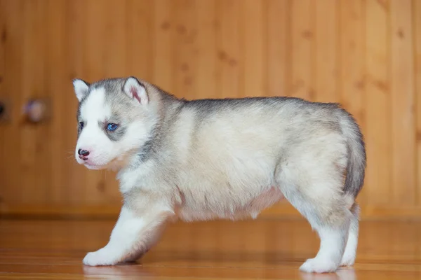 Hvalp sibirisk husky - Stock-foto