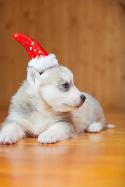 Sibiřský Husky štěně. Štěně na sobě vánoční čepice. — Stock fotografie