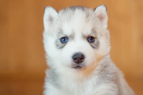 ลูกสุนัข ไซบีเรีย husky — ภาพถ่ายสต็อก