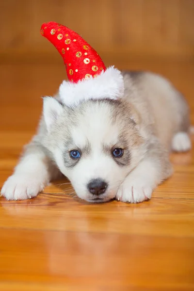 Sibiřský Husky štěně. Štěně na sobě vánoční čepice. — Stock fotografie