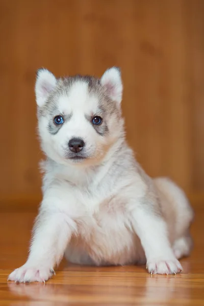 Valp siberian husky — Stockfoto