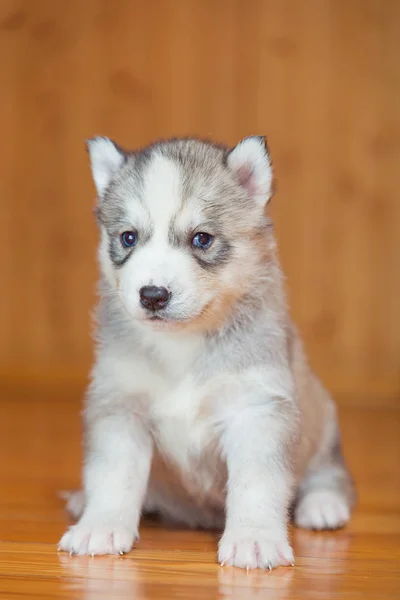 Valp siberian husky — Stockfoto