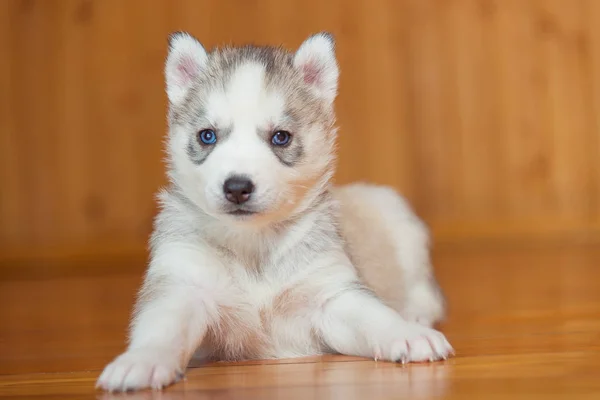 ลูกสุนัข ไซบีเรีย husky — ภาพถ่ายสต็อก