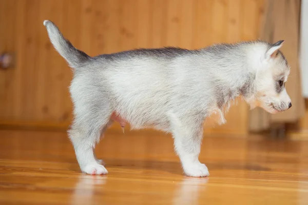 Cucciolo Siberiano husky — Foto Stock
