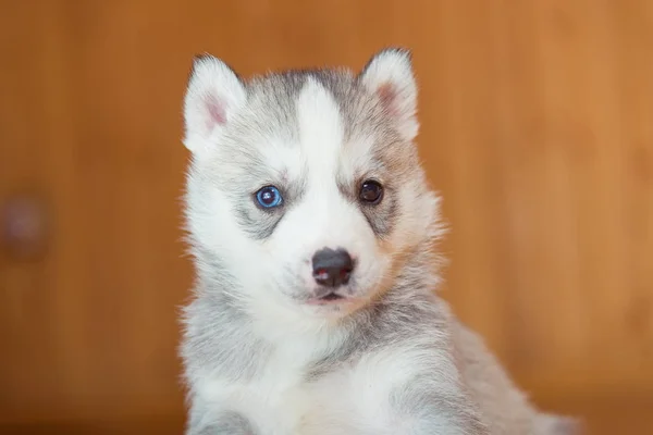 Puppy Siberische husky — Stockfoto