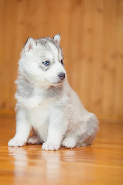 Puppy Siberische husky — Stockfoto