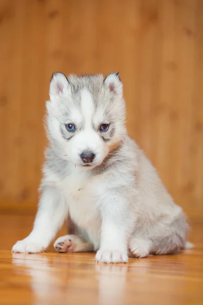 Štěně sibiřského husky — Stock fotografie