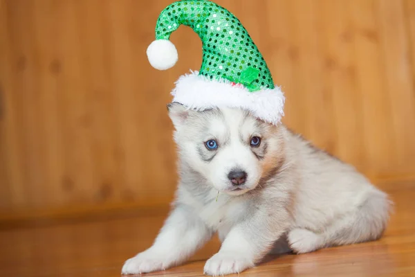 Szczeniak Husky syberyjski. Szczeniak w kapeluszu, Boże Narodzenie. — Zdjęcie stockowe