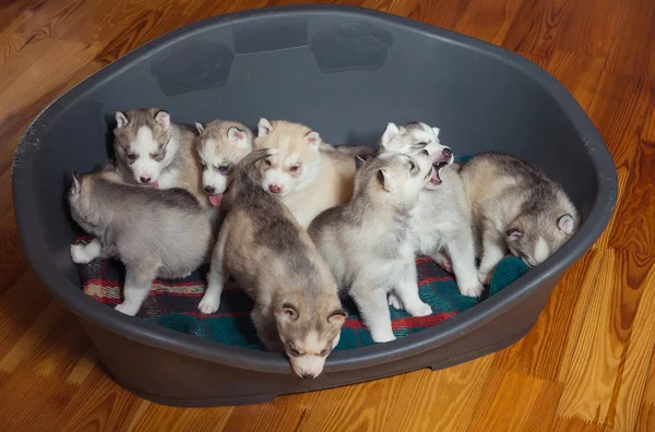 Chiots race Husky sibérien jouer les uns les autres — Photo