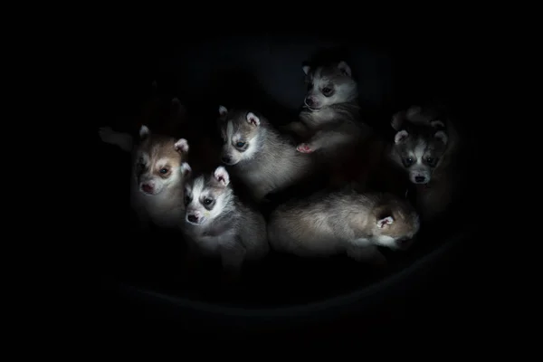 Pups RAS Siberische Husky tegen elkaar spelen — Stockfoto