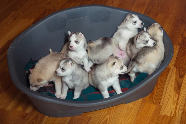 Pups RAS Siberische Husky tegen elkaar spelen — Stockfoto