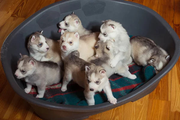 Pups RAS Siberische Husky tegen elkaar spelen — Stockfoto