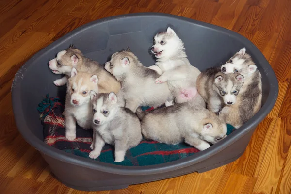 Pups RAS Siberische Husky tegen elkaar spelen — Stockfoto