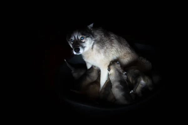 Husky siberiano. Madre amamantando cachorros . — Foto de Stock
