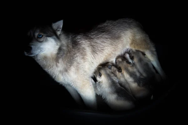 Siberische husky. Moeder borstvoeding pups. — Stockfoto