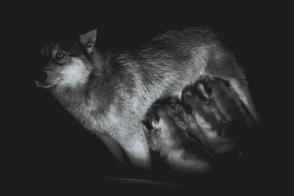 Siberian husky. Mother breastfeeding puppies. — Stock Photo, Image