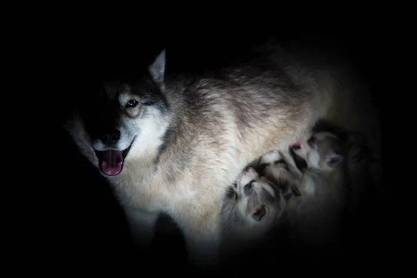 Husky siberiano. Madre cuccioli che allattano . — Foto Stock