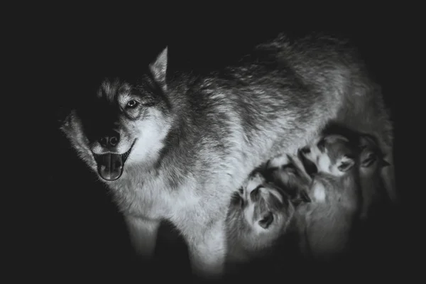 Siberische husky. Moeder borstvoeding pups. — Stockfoto