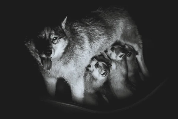 Siberische husky. Moeder borstvoeding pups. — Stockfoto