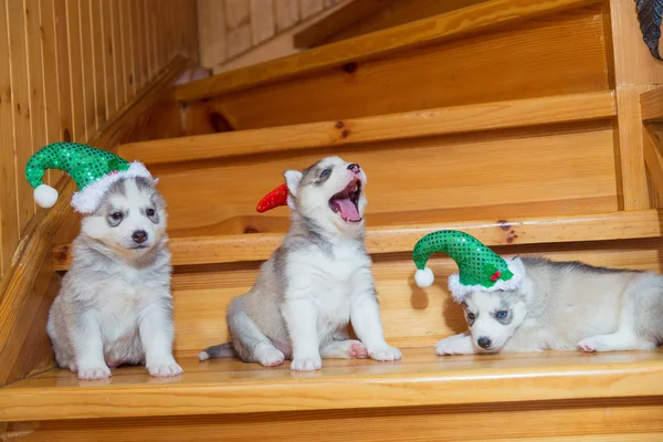 Pups fokken Siberische Husky. Puppy gekleed in Kerstmis hoeden si — Stockfoto