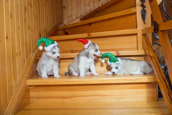 Puppies breed Siberian Husky. Puppy dressed in Christmas hats si — Stock Photo, Image