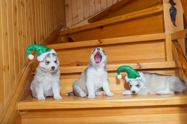 Puppies breed Siberian Husky. Puppy dressed in Christmas hats si — Stock Photo, Image