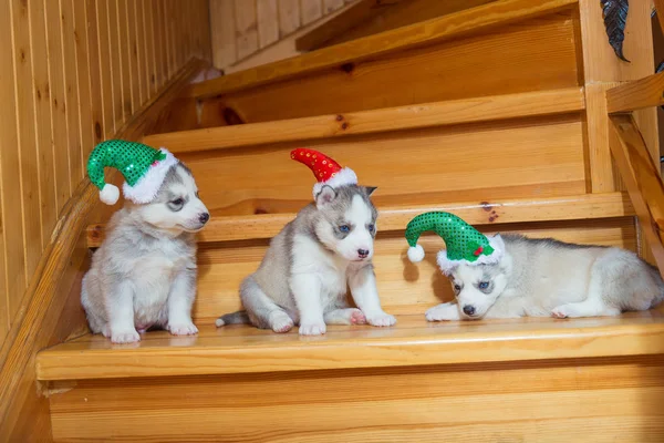 Puppies breed Siberian Husky. Puppy dressed in Christmas hats si — Stock Photo, Image