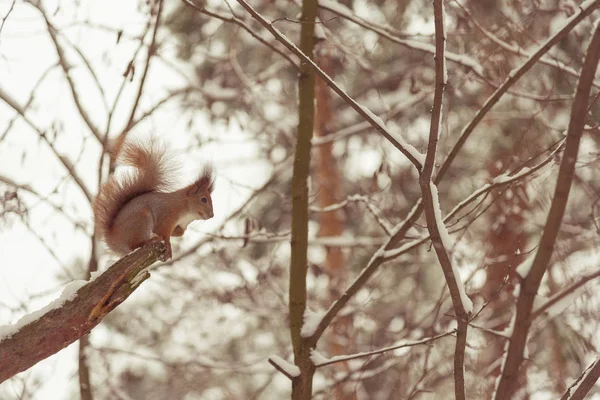 Squirrel in the winter forest — Stock Photo, Image