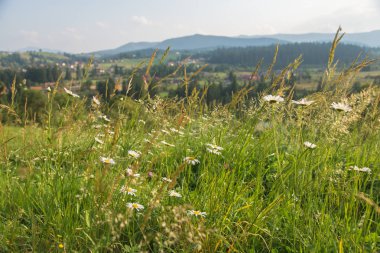 dağ manzarası. Karpatlar.