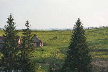 Dağ orman. Dağ orman.