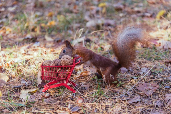 Warenkorb. Eichhörnchen trägt den Warenkorb gefüllt mit — Stockfoto