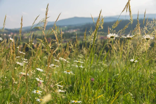 Horská krajina. Karpaty. — Stock fotografie