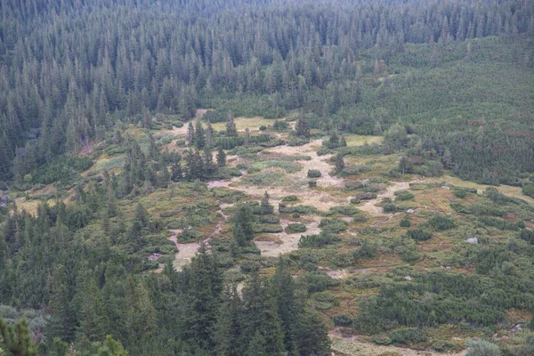 Podróży. Wspinaczka Góra Howerla 2061 m — Zdjęcie stockowe