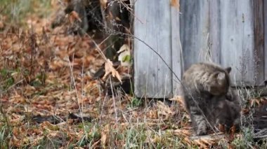 vahşi kedi. vahşi kedi
