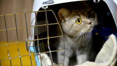 Kedi kedi maması var