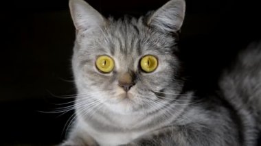 Kedi kedi maması var