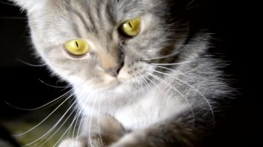 Kedi kedi maması var