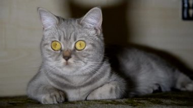 Kedi kedi maması var