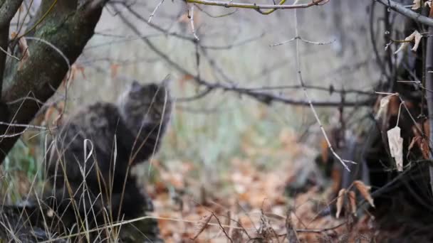 Gato salvaje. gato salvaje — Vídeos de Stock