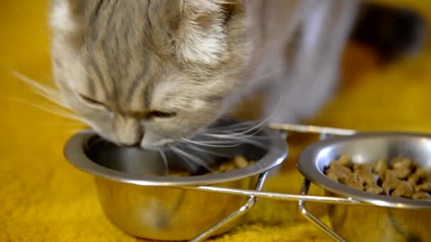 El gato tiene comida para gatos. — Vídeo de stock