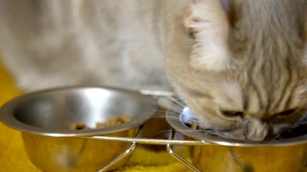 El gato tiene comida para gatos. — Vídeo de stock