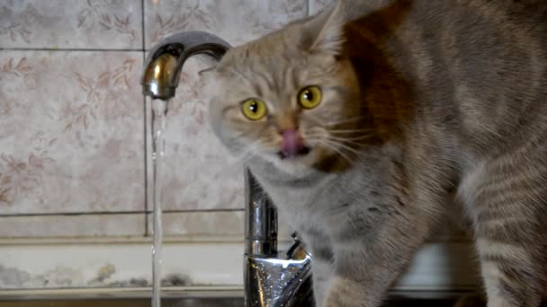 A macska birtokol egy macska étel — Stock videók