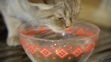 kedi suyu içer