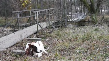 İnek çiftliği. İnek ot yiyor